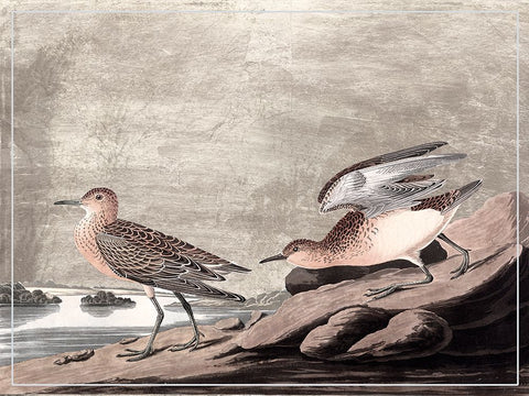 Gilded Sandpipers IV Black Modern Wood Framed Art Print by Audubon, John James