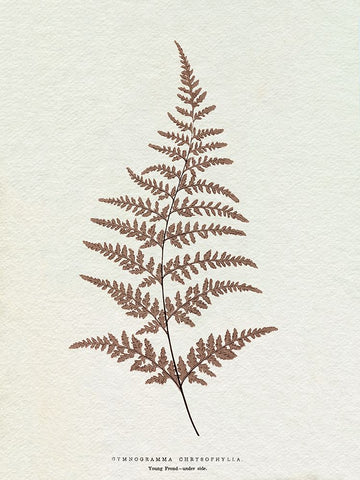 Lowe Sepia Fern I Black Ornate Wood Framed Art Print with Double Matting by Lowe, E.J.