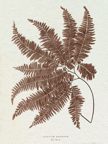 Lowe Sepia Fern II Black Ornate Wood Framed Art Print with Double Matting by Lowe, E.J.