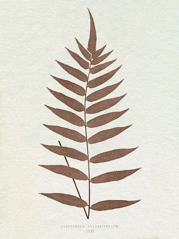 Lowe Sepia Fern III White Modern Wood Framed Art Print with Double Matting by Lowe, E.J.