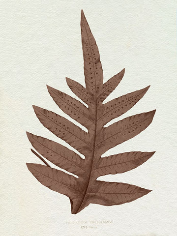 Lowe Sepia Fern IV Black Ornate Wood Framed Art Print with Double Matting by Lowe, E.J.