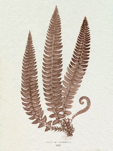 Lowe Sepia Fern V Black Modern Wood Framed Art Print by Lowe, E.J.