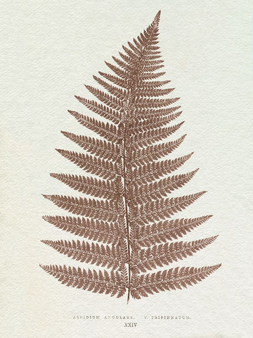 Lowe Sepia Fern VI White Modern Wood Framed Art Print with Double Matting by Lowe, E.J.