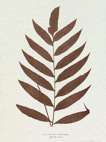 Lowe Sepia Fern VIII White Modern Wood Framed Art Print with Double Matting by Lowe, E.J.