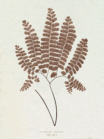 Lowe Sepia Fern IX Black Modern Wood Framed Art Print by Lowe, E.J.