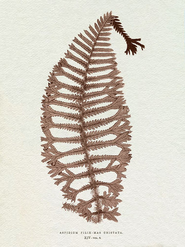 Lowe Sepia Fern X Black Ornate Wood Framed Art Print with Double Matting by Lowe, E.J.