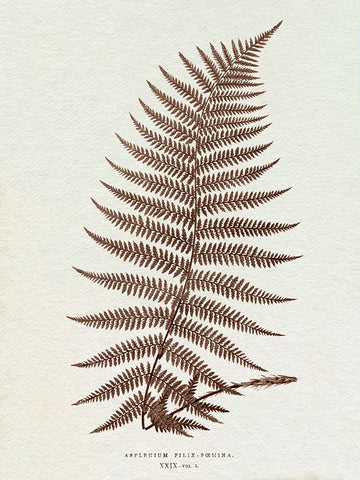 Lowe Sepia Fern XI Black Modern Wood Framed Art Print by Lowe, E.J.