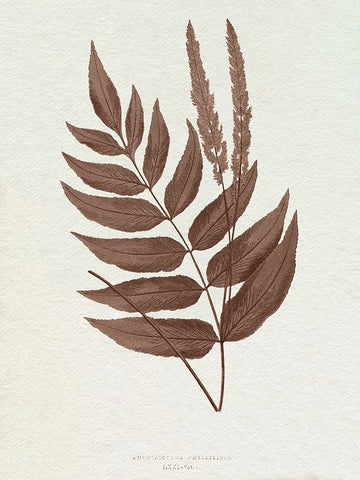 Lowe Sepia Fern XII Black Ornate Wood Framed Art Print with Double Matting by Lowe, E.J.