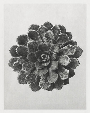 Blossfeldt Rosette I Black Ornate Wood Framed Art Print with Double Matting by Blossfeldt, Karl
