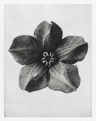 Blossfeldt Rosette II Black Ornate Wood Framed Art Print with Double Matting by Blossfeldt, Karl