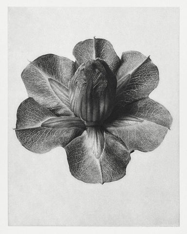 Blossfeldt Rosette III Black Ornate Wood Framed Art Print with Double Matting by Blossfeldt, Karl