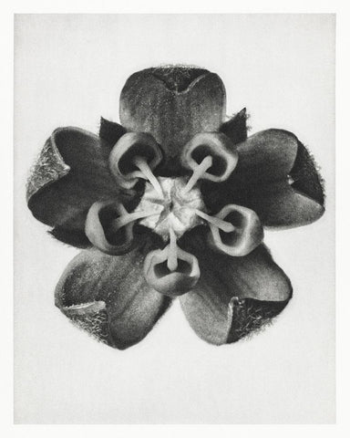 Blossfeldt Rosette IV White Modern Wood Framed Art Print with Double Matting by Blossfeldt, Karl