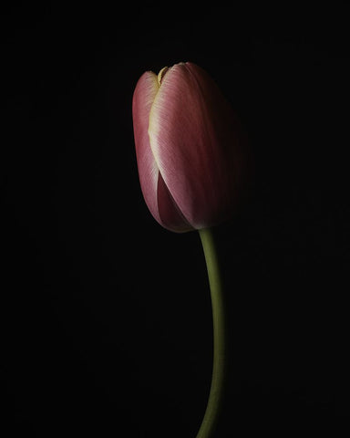 Beautiful Curve I White Modern Wood Framed Art Print with Double Matting by McLean, Leah