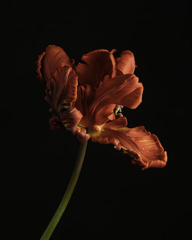 Beautiful Curve II Black Ornate Wood Framed Art Print with Double Matting by McLean, Leah