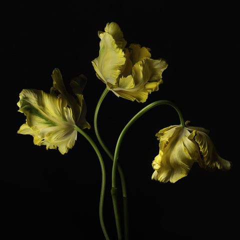 Beautiful Curve III White Modern Wood Framed Art Print with Double Matting by McLean, Leah