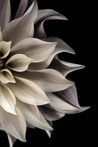 Shattered Petals II Black Modern Wood Framed Art Print by Stalus, Judy