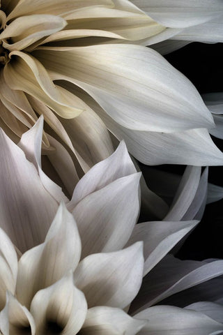 Shattered Petals III Black Modern Wood Framed Art Print by Stalus, Judy