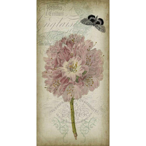 Cartouche and Floral II Black Modern Wood Framed Art Print with Double Matting by Goldberger, Jennifer