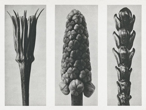 Blossfeldts Triptych I White Modern Wood Framed Art Print with Double Matting by Blossfeldt, Karl