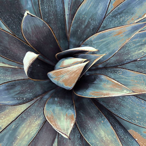 Succulent in Teal I Black Ornate Wood Framed Art Print with Double Matting by Orlov, Irena