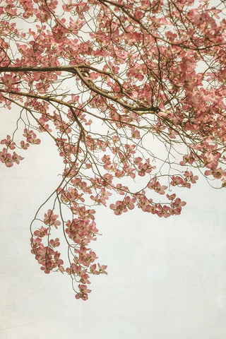 Quiet Spring  I Black Modern Wood Framed Art Print by Poinski, Dianne