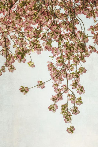 Quiet Spring  II White Modern Wood Framed Art Print with Double Matting by Poinski, Dianne