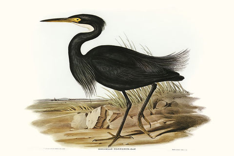 Majestic Waterbird IV Black Ornate Wood Framed Art Print with Double Matting by Gould, Elizabeth