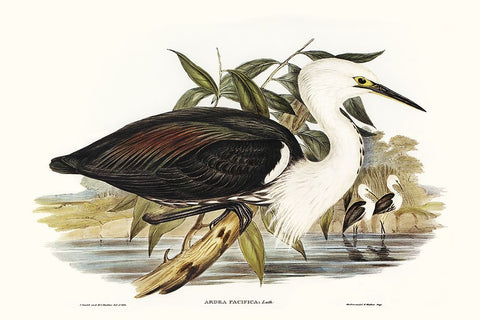 Majestic Waterbird V White Modern Wood Framed Art Print with Double Matting by Gould, Elizabeth