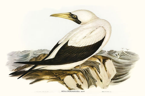 Majestic Waterbird VI White Modern Wood Framed Art Print with Double Matting by Gould, Elizabeth