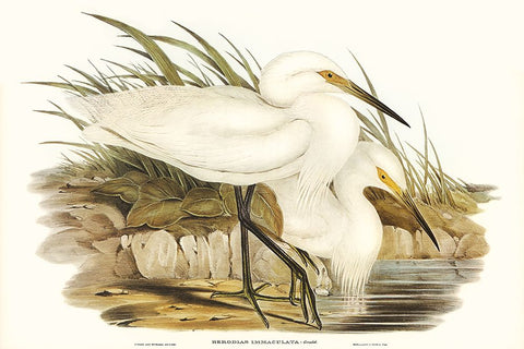 Waterbird Pairing I White Modern Wood Framed Art Print with Double Matting by Gould, Elizabeth