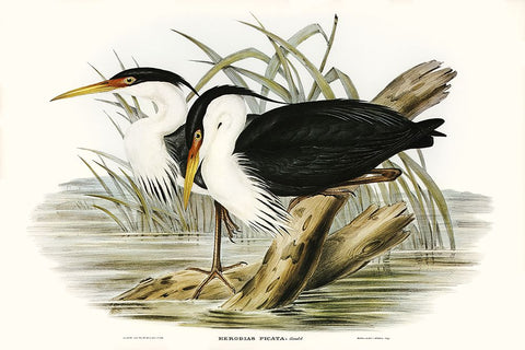 Waterbird Pairing II White Modern Wood Framed Art Print with Double Matting by Gould, Elizabeth