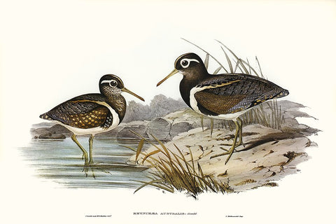 Waterbird Pairing III White Modern Wood Framed Art Print with Double Matting by Gould, Elizabeth