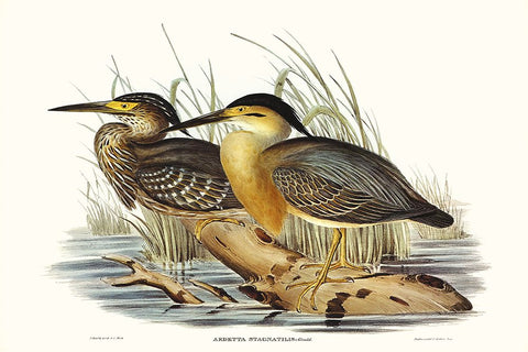 Waterbird Pairing IV Black Modern Wood Framed Art Print by Gould, Elizabeth