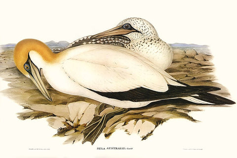 Waterbird Pairing VI White Modern Wood Framed Art Print with Double Matting by Gould, Elizabeth
