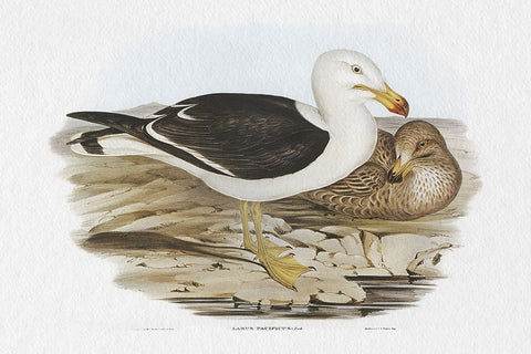 Seabird Pairing I Black Modern Wood Framed Art Print by Gould, Elizabeth