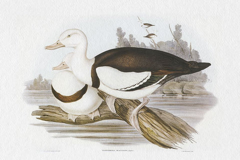 Seabird Pairing II Black Modern Wood Framed Art Print by Gould, Elizabeth