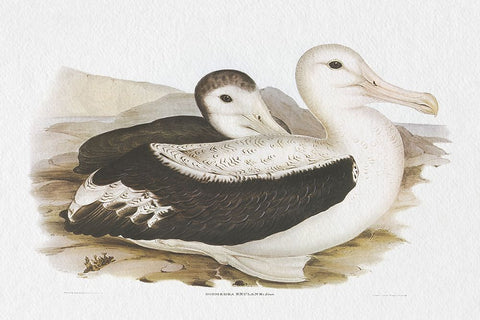 Seabird Pairing III Black Ornate Wood Framed Art Print with Double Matting by Gould, Elizabeth