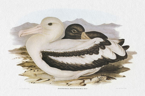 Seabird Pairing IV Black Modern Wood Framed Art Print by Gould, Elizabeth