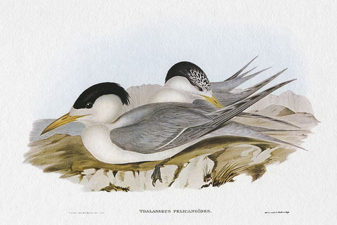 Seabird Pairing V White Modern Wood Framed Art Print with Double Matting by Gould, Elizabeth