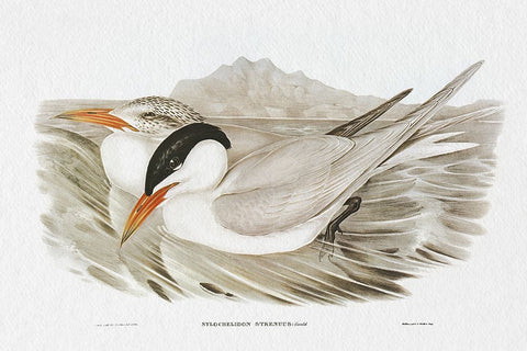 Seabird Pairing VI White Modern Wood Framed Art Print with Double Matting by Gould, Elizabeth