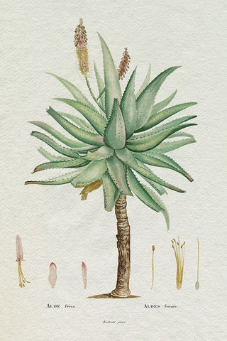 Redoute Succulent I Black Modern Wood Framed Art Print by Redoute, Pierre