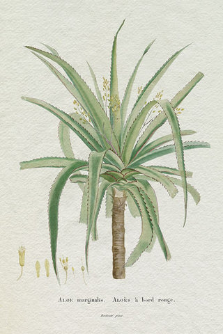 Redoute Succulent II White Modern Wood Framed Art Print with Double Matting by Redoute, Pierre