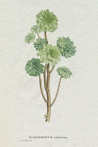 Redoute Succulent III White Modern Wood Framed Art Print with Double Matting by Redoute, Pierre