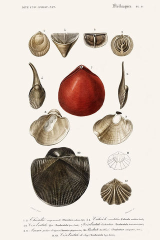 DOrbigny Sealife I Black Ornate Wood Framed Art Print with Double Matting by D Orbigny, M. Charles