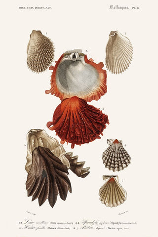 DOrbigny Sealife II Black Modern Wood Framed Art Print by D Orbigny, M. Charles