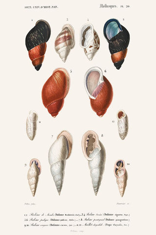 DOrbigny Sealife III Black Modern Wood Framed Art Print by D Orbigny, M. Charles