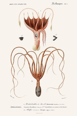 DOrbigny Sealife V Black Ornate Wood Framed Art Print with Double Matting by D Orbigny, M. Charles
