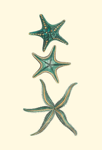 Custom Aquamarine Starfish I Black Ornate Wood Framed Art Print with Double Matting by Vision Studio