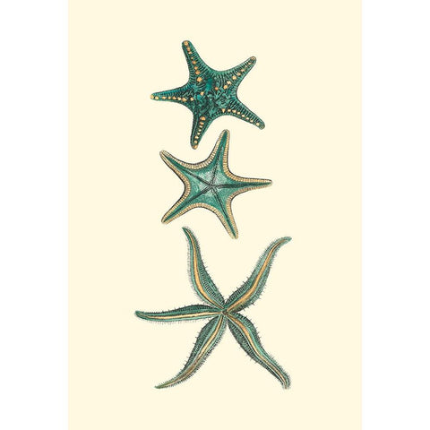 Custom Aquamarine Starfish I Gold Ornate Wood Framed Art Print with Double Matting by Vision Studio