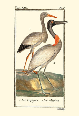 Custom Buffon Cranes And Herons I Black Ornate Wood Framed Art Print with Double Matting by Buffon